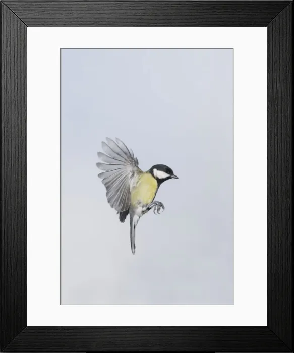 Framed Print : Great Tit - in flight - Bedfordshire UK Framed Print : Great Tit - in flight - Bedfordshire UK