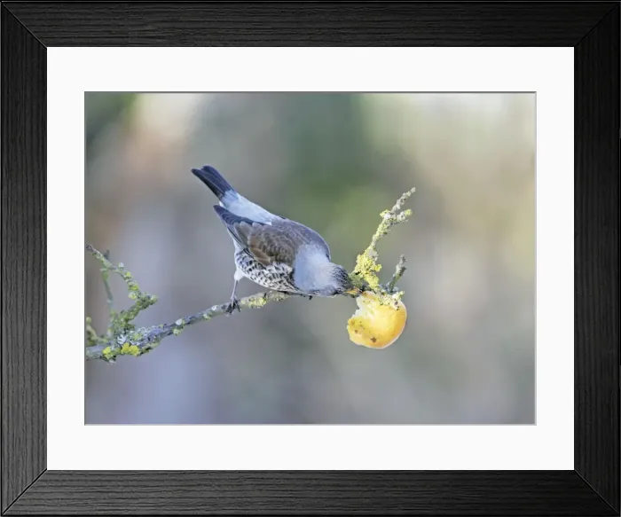 Framed Print : Fieldfare - feeding on apple - Bedfordshire - UK 006822 Framed Print : Fieldfare - feeding on apple - Bedfordshire - UK 006822