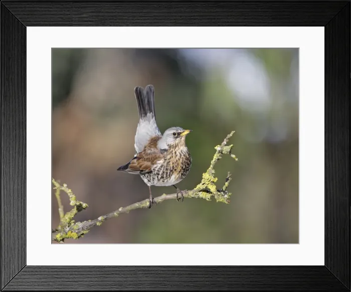 Framed Print : Fieldfare - on branch - Bedfordshire UK 006806 Framed Print : Fieldfare - on branch - Bedfordshire UK 006806