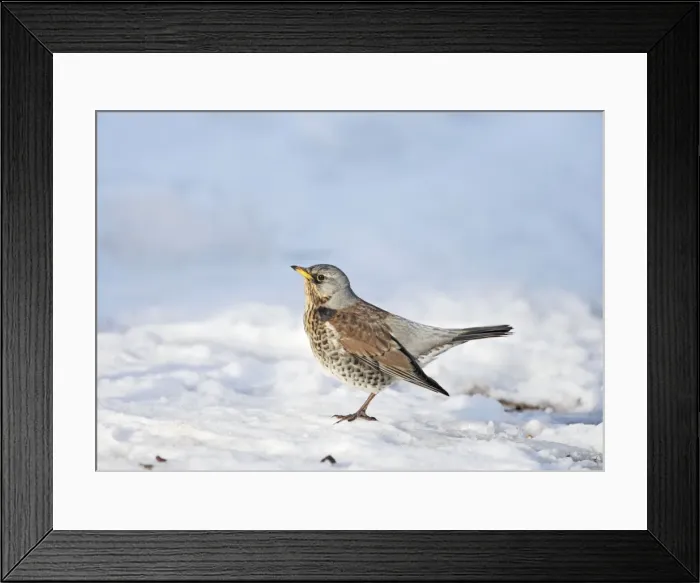 Framed Print : Fieldfare - in snow - Befordshire UK 006825 Framed Print : Fieldfare - in snow - Befordshire UK 006825