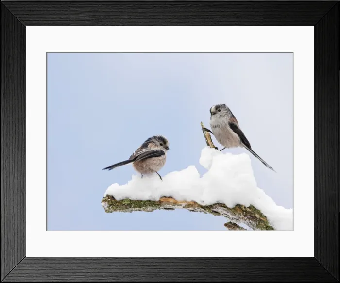 Framed Print : Long-tailed Tits - on snowy branch - Bedfordshire - UK Manipulated Image: Digital composition 006751 Framed Print : Long-tailed Tits - on snowy branch - Bedfordshire - UK Manipulated Image: Digital composition 006751