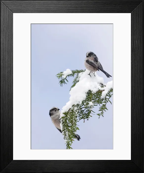 Framed Print : Long-tailed Tits - on snow covered yew - Bedfordshire - UK Manipulated Image: Digital composition 006771 Framed Print : Long-tailed Tits - on snow covered yew - Bedfordshire - UK Manipulated Image: Digital composition 006771
