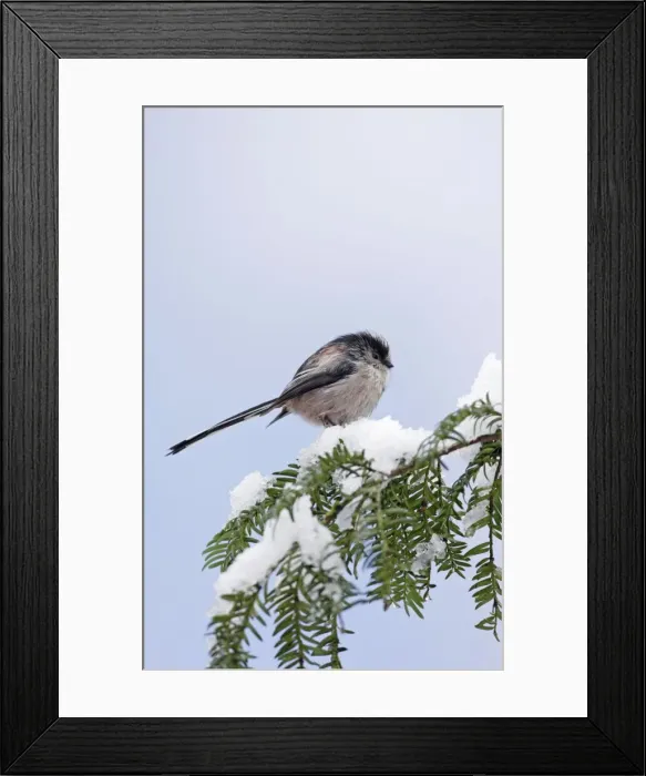 Framed Print : Long-tailed Tit - on snow covered yew - Bedfordshire - UK 006779 Framed Print : Long-tailed Tit - on snow covered yew - Bedfordshire - UK 006779