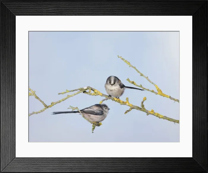 Framed Print : Long-tailed Tits - on branch - Bedfordshire - UK Manipulated Image: Digital composition 006699 Framed Print : Long-tailed Tits - on branch - Bedfordshire - UK Manipulated Image: Digital composition 006699