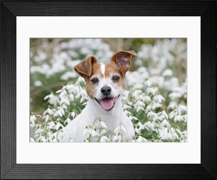 Framed Print : Dog - Jack Russell - sitting in snowdrops - Bedfordshire - UK 006881 Framed Print : Dog - Jack Russell - sitting in snowdrops - Bedfordshire - UK 006881