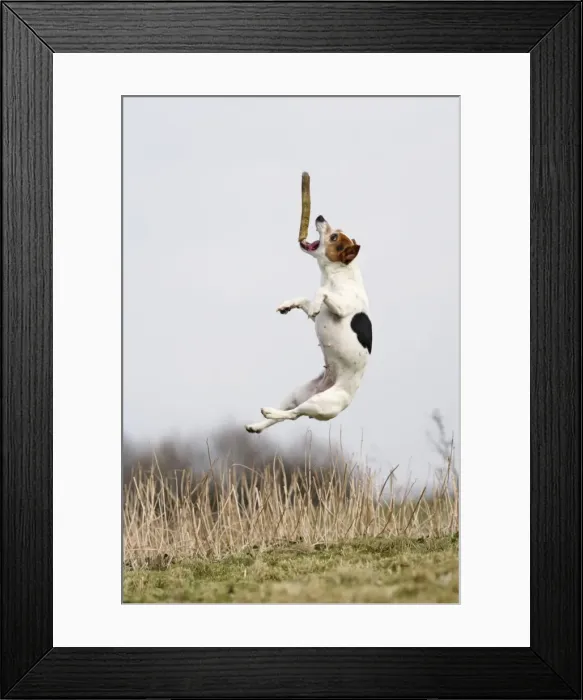 Framed Print : Dog - Jack Russell - jumping for stick - Bedfordshire - UK 006914 Framed Print : Dog - Jack Russell - jumping for stick - Bedfordshire - UK 006914