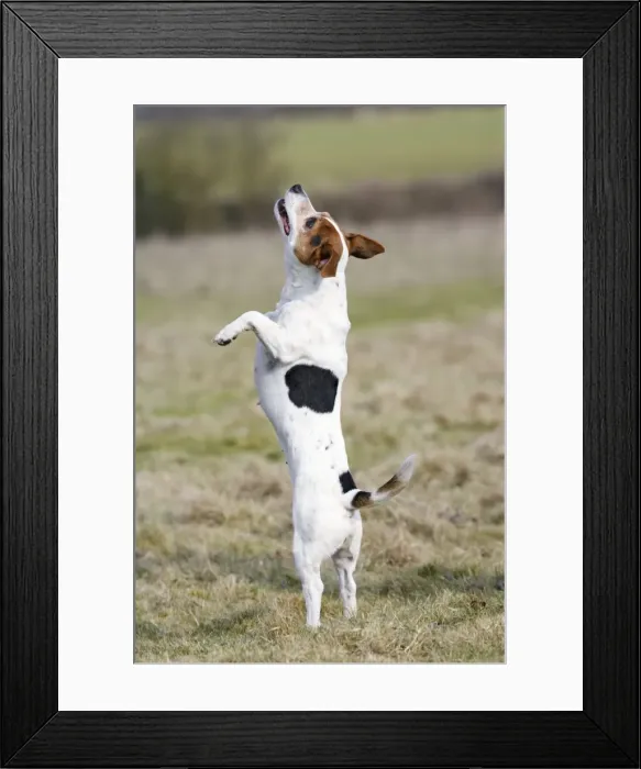 Framed Print : Dog - Jack Russell - standing on hind legs - Bedfordshire - UK 006898 Framed Print : Dog - Jack Russell - standing on hind legs - Bedfordshire - UK 006898