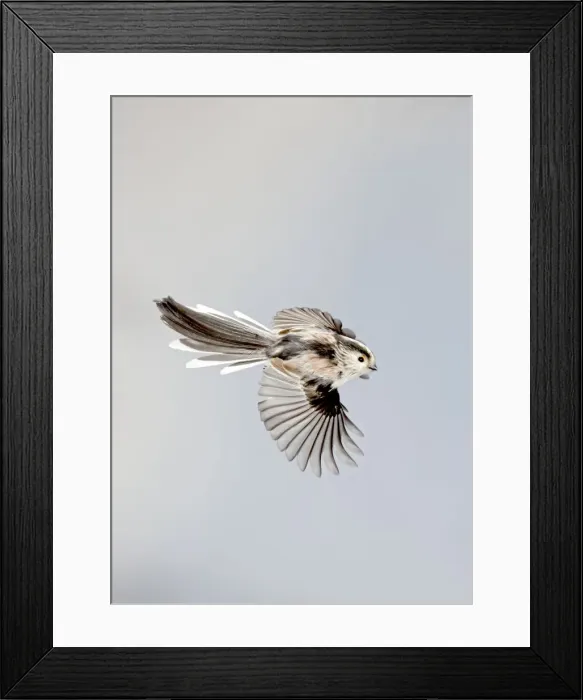Framed Print : Long-tailed Tit - in flight - Bedfordshire - UK 006886 Framed Print : Long-tailed Tit - in flight - Bedfordshire - UK 006886