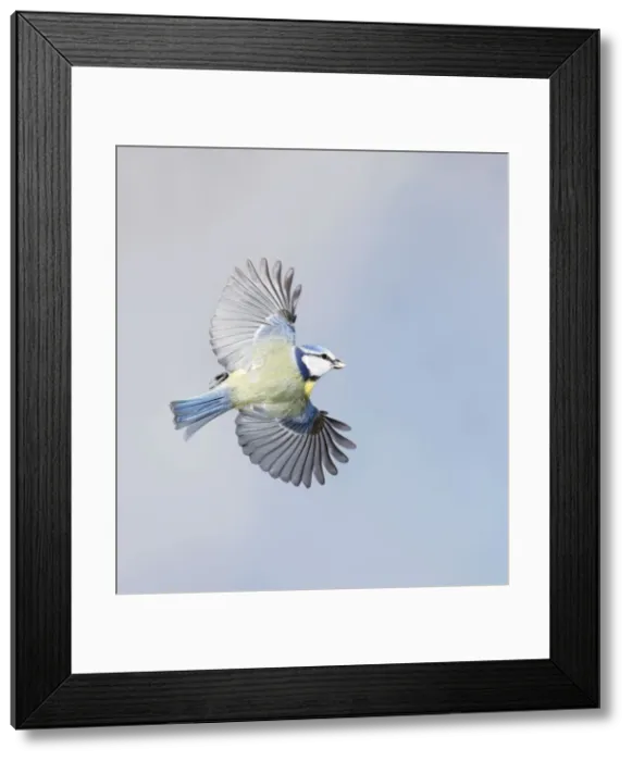 Framed Print : Blue Tit - in flight - Bedfordshire - UK 006891 Framed Print : Blue Tit - in flight - Bedfordshire - UK 006891