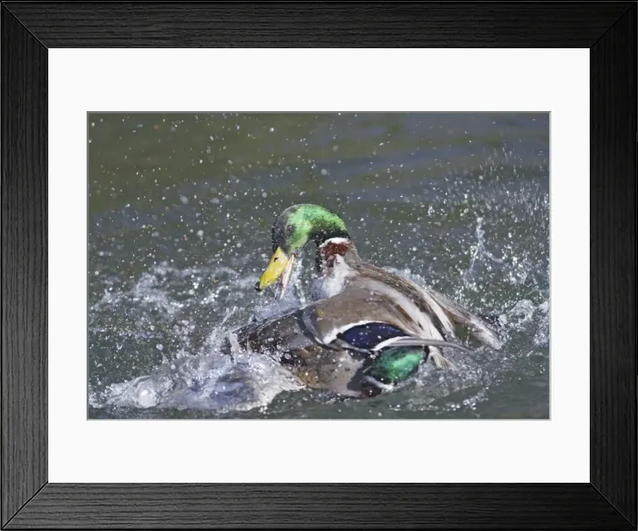 Framed Print : Mallard - male trying to drown competitor - Hertfordshire - UK 006937 Framed Print : Mallard - male trying to drown competitor - Hertfordshire - UK 006937