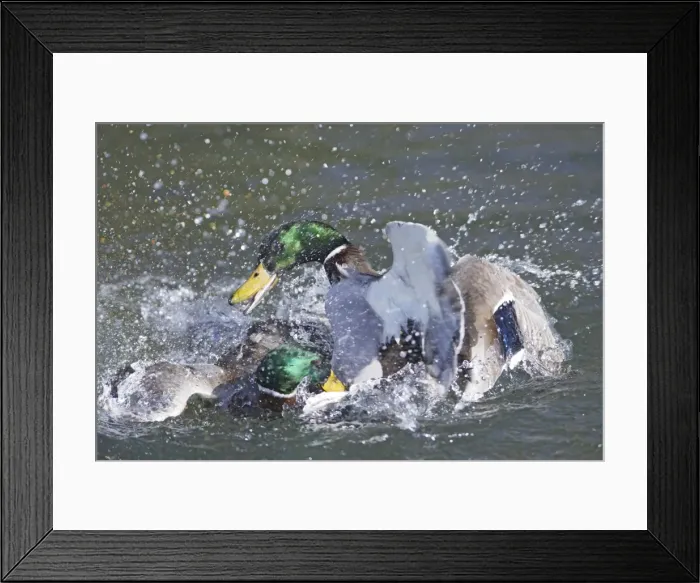 Framed Print : Mallard - male trying to drown competitor - Hertfordshire - UK 006936 Framed Print : Mallard - male trying to drown competitor - Hertfordshire - UK 006936