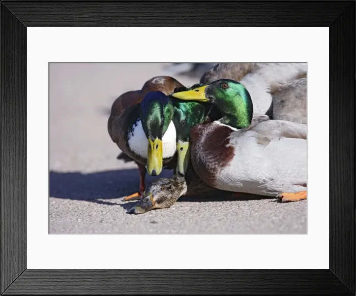 Framed Print : Mallard - hybrid - group of males try to mate with female - Hertfordshire - UK 006932 Framed Print : Mallard - hybrid - group of males try to mate with female - Hertfordshire - UK 006932