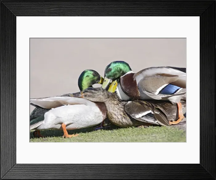Framed Print : Mallard - hybrid - group of males try to mate with female - Hertfordshire - UK 006929 Framed Print : Mallard - hybrid - group of males try to mate with female - Hertfordshire - UK 006929