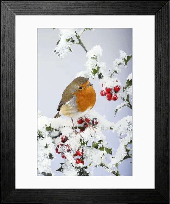 Framed Print : Robin - on snow covered holly - Bedfordshire - UK 006926 Framed Print : Robin - on snow covered holly - Bedfordshire - UK 006926