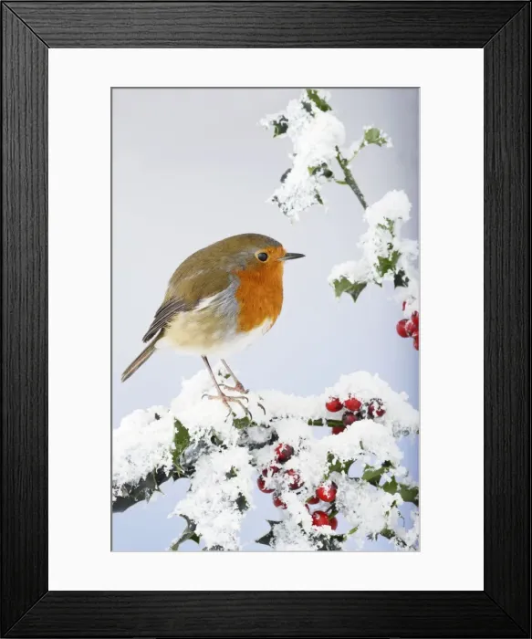 Framed Print : Robin - on snow covered holly - Bedfordshire - UK 006924 Framed Print : Robin - on snow covered holly - Bedfordshire - UK 006924