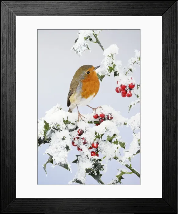 Framed Print : Robin - on snow covered holly - Bedfordshire - UK 006921 Framed Print : Robin - on snow covered holly - Bedfordshire - UK 006921