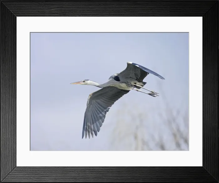 Framed Print : Grey Heron - in flight - Hertfordshire - UK 006948 Framed Print : Grey Heron - in flight - Hertfordshire - UK 006948