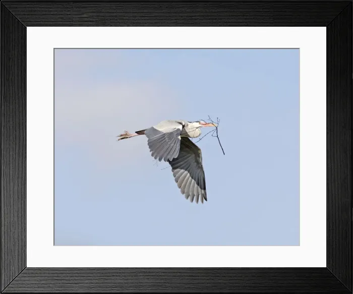 Framed Print : Grey Heron - in flight with nest material - Hertfordshire - UK 006956 Framed Print : Grey Heron - in flight with nest material - Hertfordshire - UK 006956