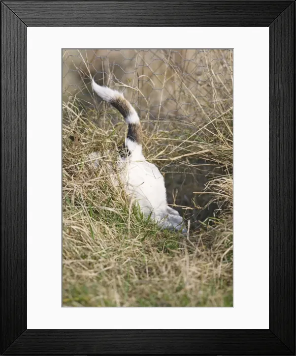 Framed Print : Dog - Jack Russell - goes down rabbit hole - Bedfordshire - UK 006917 Framed Print : Dog - Jack Russell - goes down rabbit hole - Bedfordshire - UK 006917