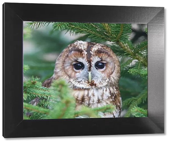 Tawny Owl - in fir tree - Bedfordshire - UK 006958
