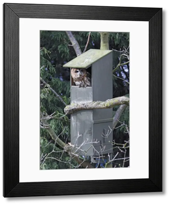 Framed Print : Tawny Owl - in nest box - Bedfordshire - UK 006963 Framed Print : Tawny Owl - in nest box - Bedfordshire - UK 006963