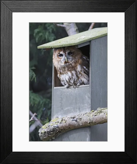 Framed Print : Tawny Owl - in nest box - Bedfordshire - UK 006964 Framed Print : Tawny Owl - in nest box - Bedfordshire - UK 006964