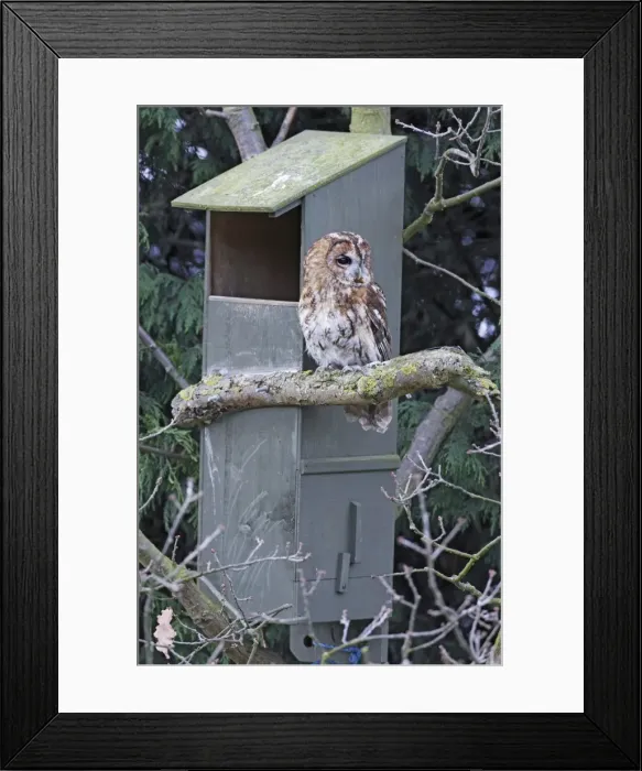 Framed Print : Tawny Owl - near nest box - Bedfordshire - UK 006966 Framed Print : Tawny Owl - near nest box - Bedfordshire - UK 006966