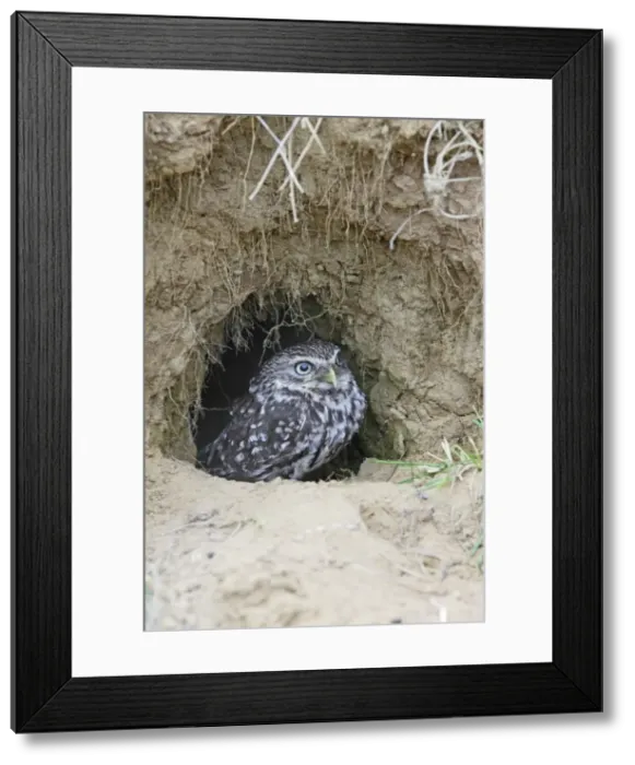Framed Print : Little Owl - emerges from rabbit burrow - Bedfordshire - UK 006969