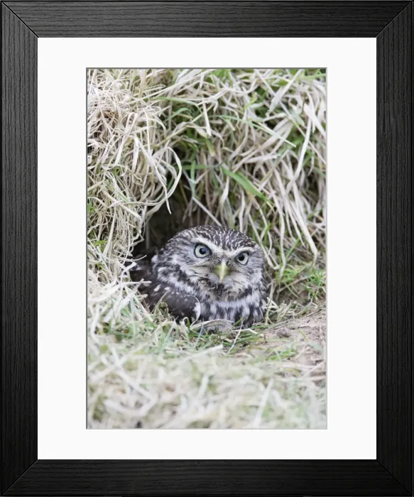 Framed Print : Little Owl - emerges from rabbit burrow - Bedfordshire - UK 006971 Framed Print : Little Owl - emerges from rabbit burrow - Bedfordshire - UK 006971