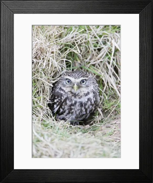 Framed Print : Little Owl - emerges from rabbit burrow - Bedfordshire - UK 006972 Framed Print : Little Owl - emerges from rabbit burrow - Bedfordshire - UK 006972