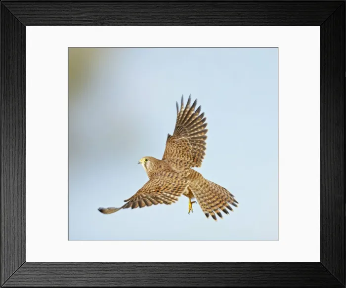 Framed Print : Kestrel - in flight taking off - Bedfordshire - UK 006989 Framed Print : Kestrel - in flight taking off - Bedfordshire - UK 006989