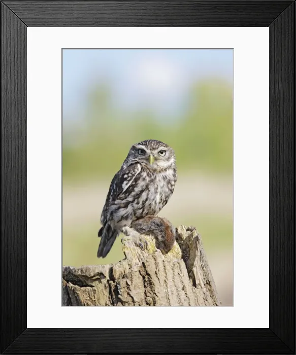 Framed Print : Little Owl - with bank vole prey - Bedfordshire - UK 007000 Framed Print : Little Owl - with bank vole prey - Bedfordshire - UK 007000
