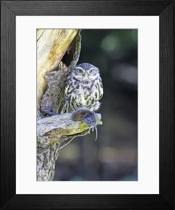 Framed Print : Little Owl - on tree with bank vole prey - Bedfordshire - UK 007006 Framed Print : Little Owl - on tree with bank vole prey - Bedfordshire - UK 007006