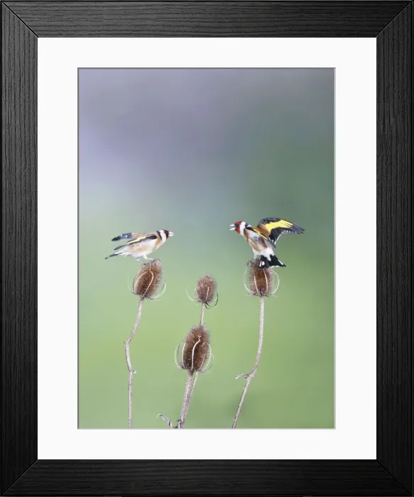 Framed Print : Goldfinches - fighting - Bedfordshire - UK 007026 Framed Print : Goldfinches - fighting - Bedfordshire - UK 007026