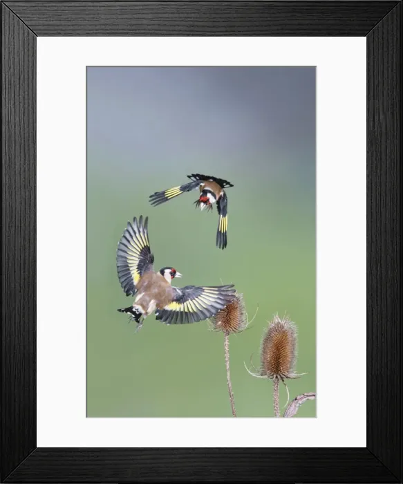 Framed Print : Goldfinches - fighting - Bedfordshire - UK 007030 Framed Print : Goldfinches - fighting - Bedfordshire - UK 007030
