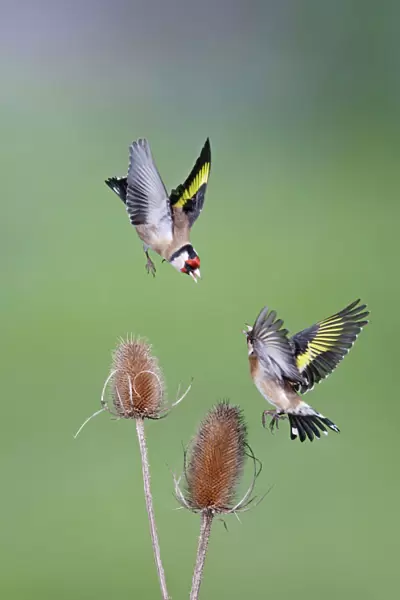 Goldfinches - fighting - Bedfordshire - UK 007044