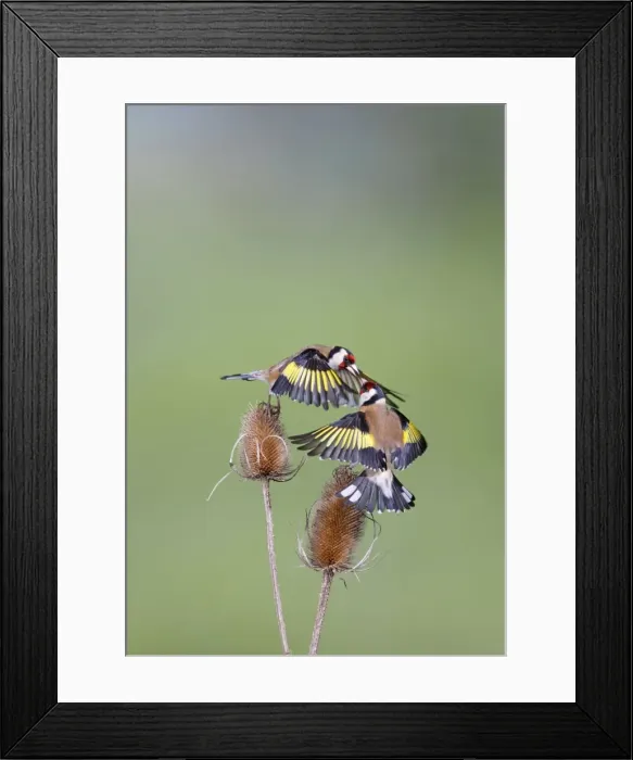 Framed Print : Goldfinches - fighting - Bedfordshire - UK 007047 Framed Print : Goldfinches - fighting - Bedfordshire - UK 007047