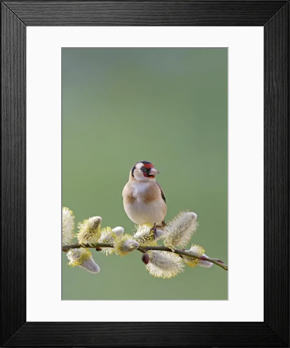 Framed Print : Goldfinch - on pussy willow - Bedfordshire - UK 007071