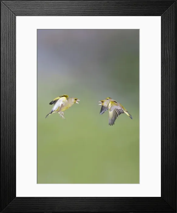 Framed Print : Greenfinches - males fighting in flight - Bedfordshire - UK 007100 Framed Print : Greenfinches - males fighting in flight - Bedfordshire - UK 007100