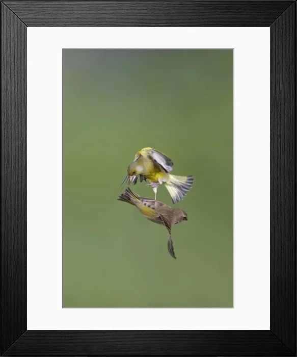 Framed Print : Greenfinches - males fighting in flight - Bedfordshire - UK 007108 Framed Print : Greenfinches - males fighting in flight - Bedfordshire - UK 007108
