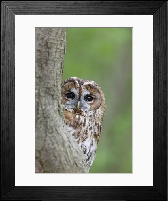 Framed Print : Tawny Owl - looking around tree - Bedfordshire - UK 007119 Framed Print : Tawny Owl - looking around tree - Bedfordshire - UK 007119