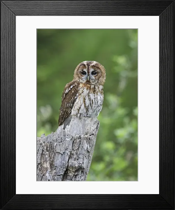Framed Print : Tawny Owl - on stump - Bedfordshire - UK 007120 Framed Print : Tawny Owl - on stump - Bedfordshire - UK 007120