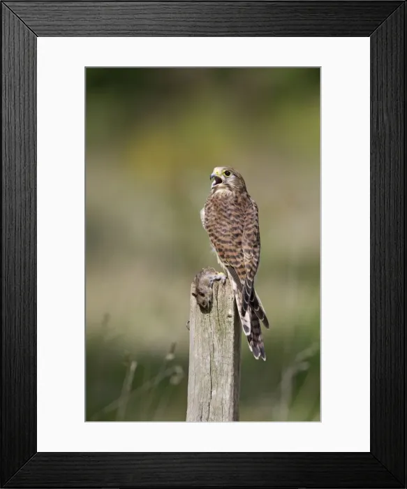 Framed Print : Kestrel - female on post with prey - Bedfordshire - UK 007126 Framed Print : Kestrel - female on post with prey - Bedfordshire - UK 007126