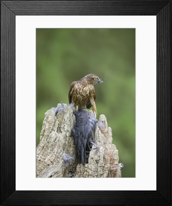 Framed Print : Sparrowhawk - young male feeding on blackbird - Bedfordshire - UK 007131 Framed Print : Sparrowhawk - young male feeding on blackbird - Bedfordshire - UK 007131