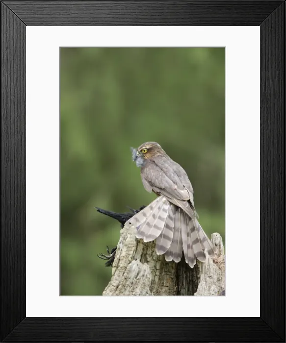 Framed Print : Sparrowhawk - young male feeding on blackbird - Bedfordshire - UK 007133 Framed Print : Sparrowhawk - young male feeding on blackbird - Bedfordshire - UK 007133