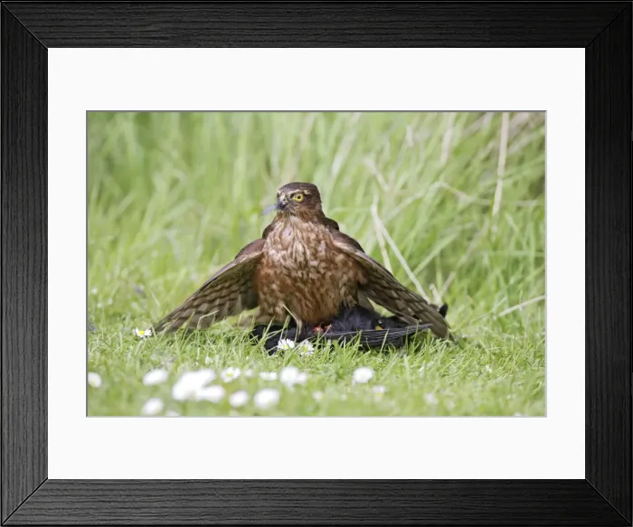 Framed Print : Sparrowhawk - young male feeding on blackbird - Bedfordshire - UK 007140 Framed Print : Sparrowhawk - young male feeding on blackbird - Bedfordshire - UK 007140