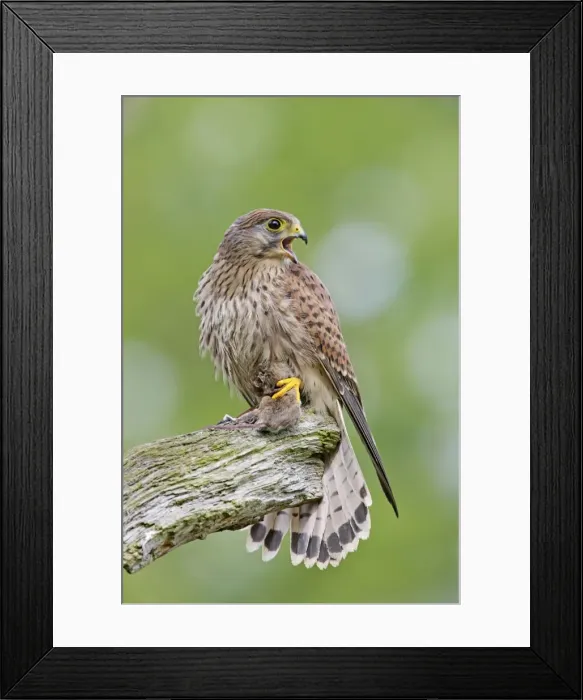 Framed Print : Kestrel - young male with prey - Bedfordshire - UK 007149 Framed Print : Kestrel - young male with prey - Bedfordshire - UK 007149