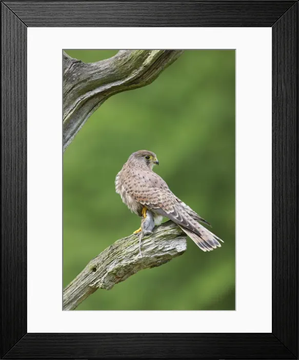 Framed Print : Kestrel - young male with prey - Bedfordshire - UK 007151 Framed Print : Kestrel - young male with prey - Bedfordshire - UK 007151