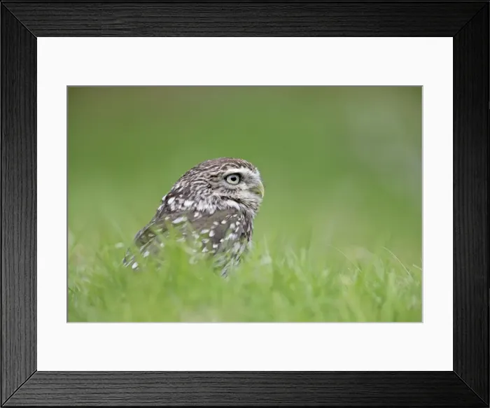 Framed Print : Little Owl - in long grass - Bedfordshire - UK 007156 Framed Print : Little Owl - in long grass - Bedfordshire - UK 007156