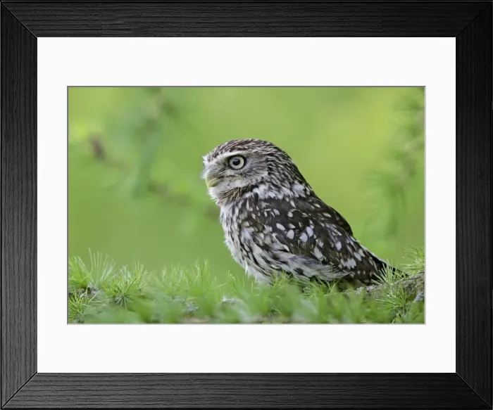 Framed Print : Little Owl - in larch tree - Bedfordshire - UK 007158 Framed Print : Little Owl - in larch tree - Bedfordshire - UK 007158